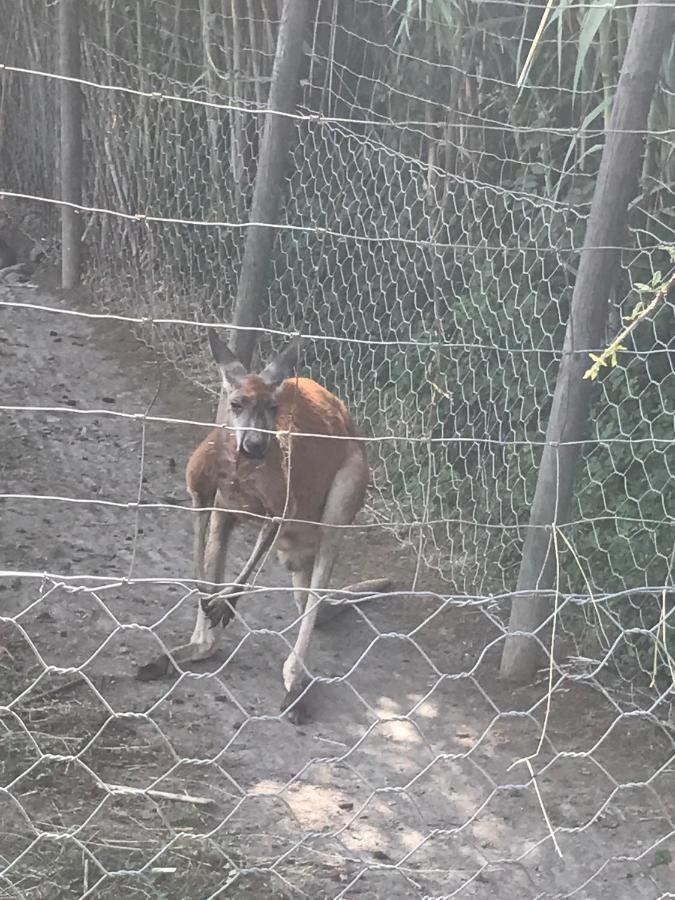 Gite Au Paradis, Parc Animalier Olmeta-di-Tuda Bagian luar foto